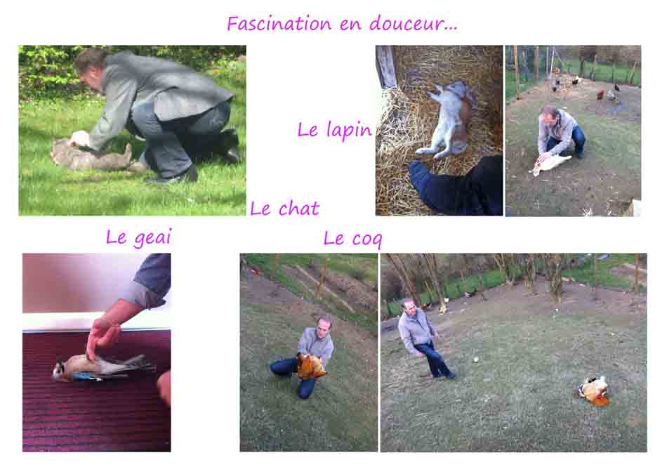 animaux