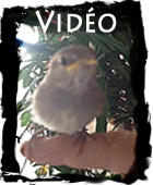 vidéo oiseau CLIQUEZ !